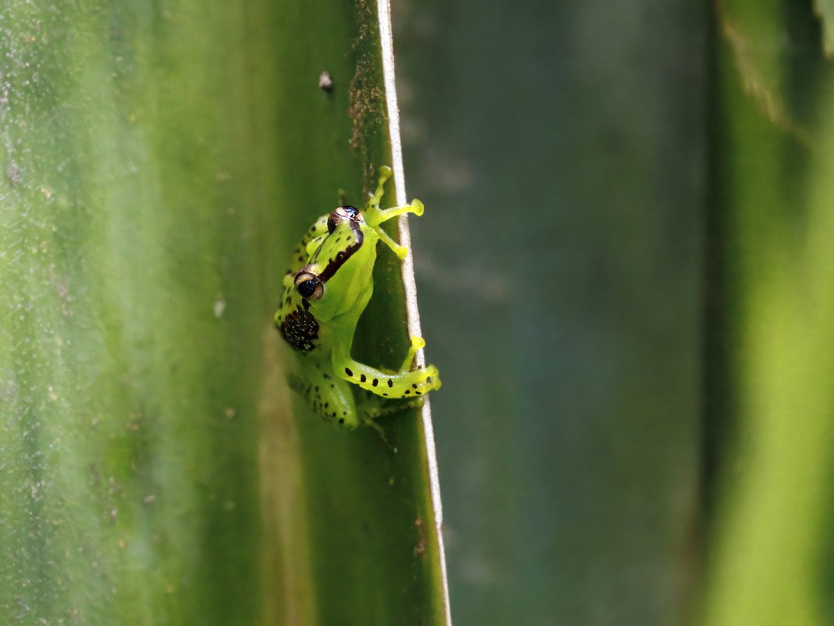 兩棲類 - ML646847181