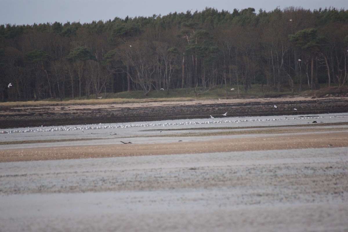 Silbermöwe - ML646847182