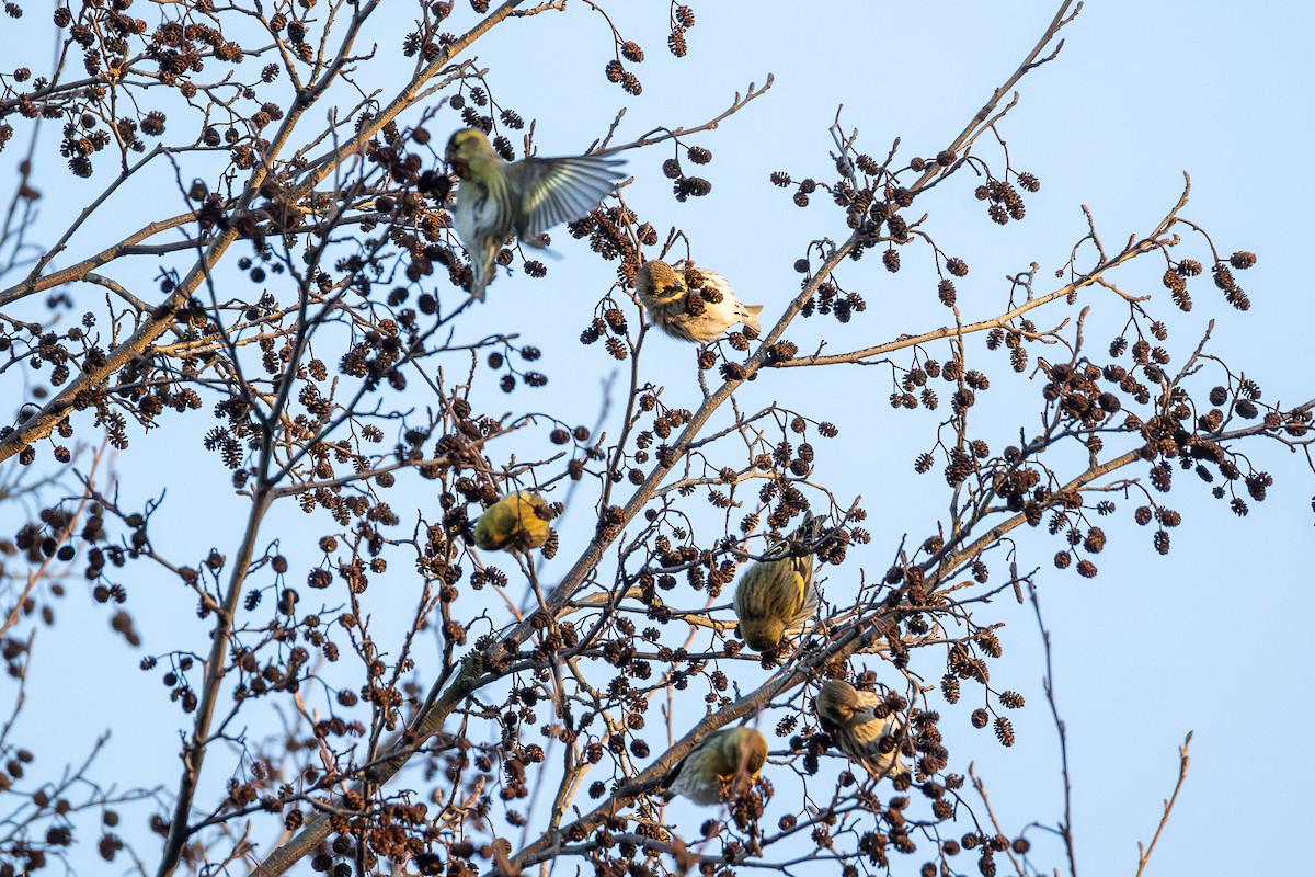 Eurasian Siskin - ML646847183