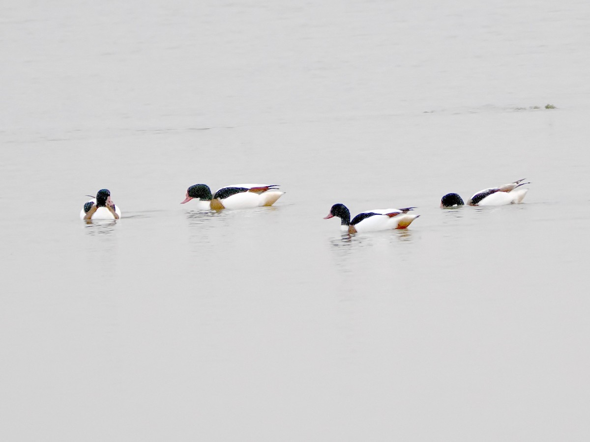 Common Shelduck - ML646847185
