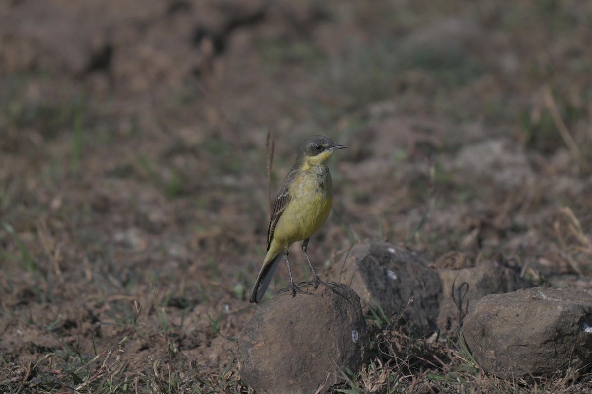 Gray Wagtail - ML646847186