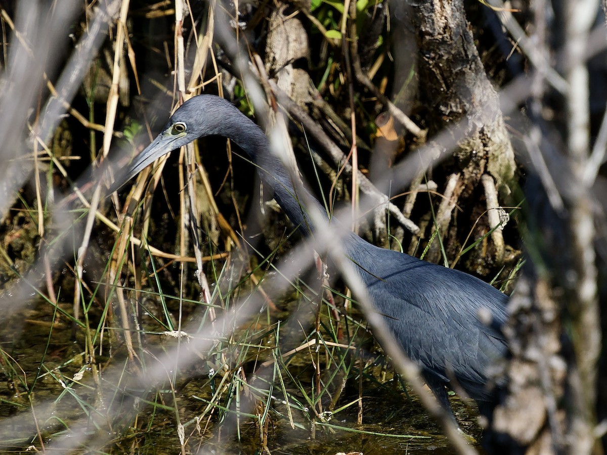 Koartzatxo urdina - ML646847187