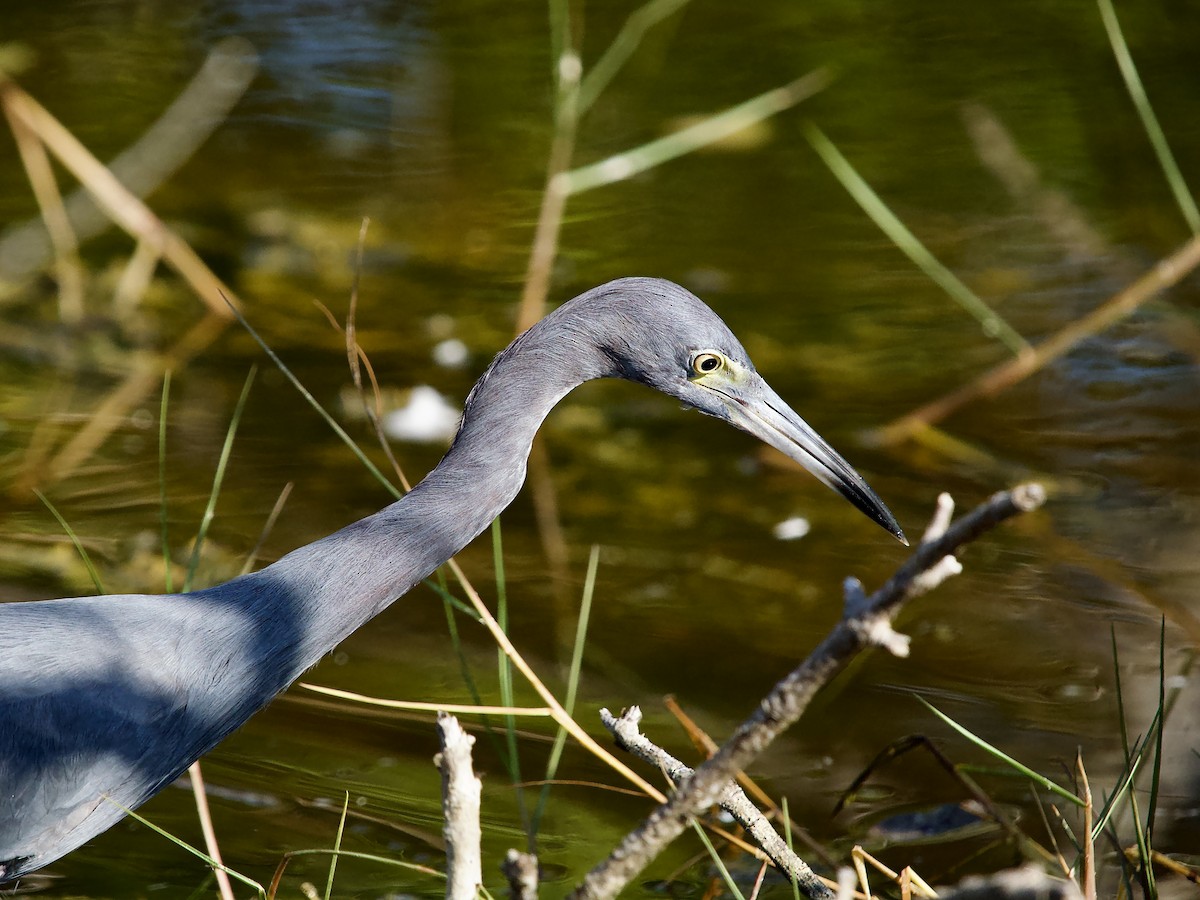 Koartzatxo urdina - ML646847188