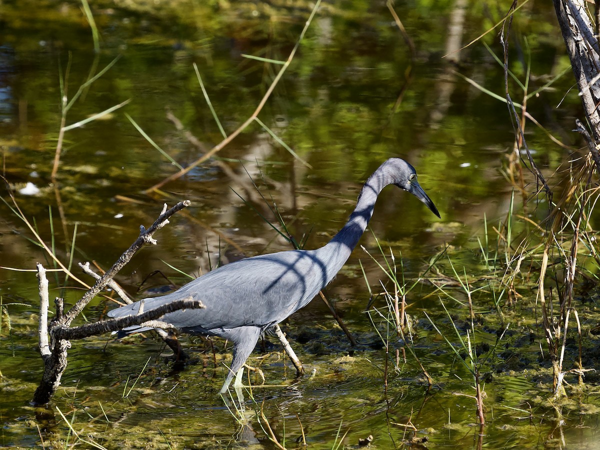 Koartzatxo urdina - ML646847189