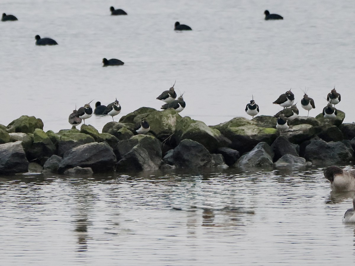 Northern Lapwing - ML646847190