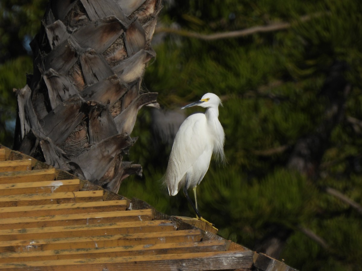 Снежная цапля - ML646847191