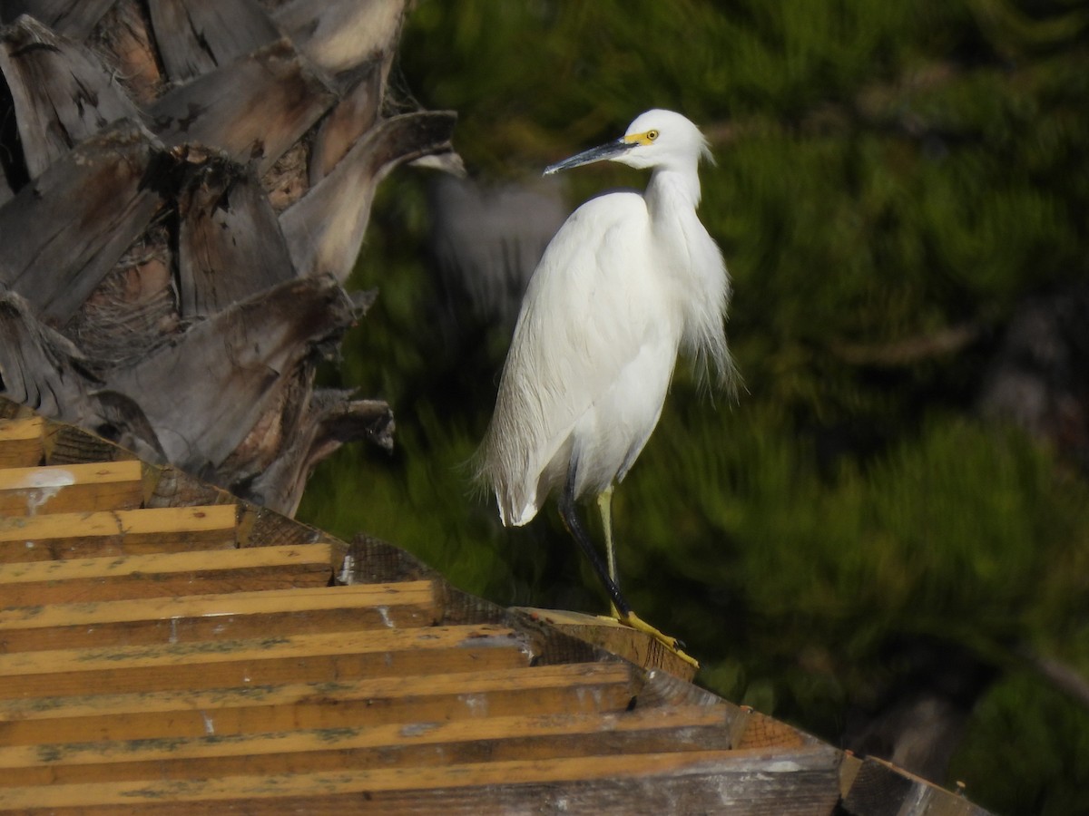 Снежная цапля - ML646847199