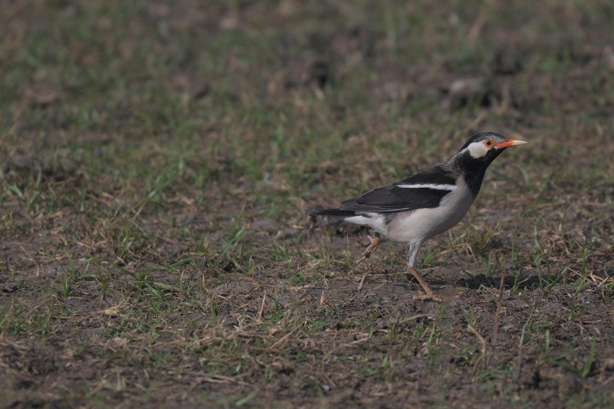 Indian Pied Starling - ML646847200