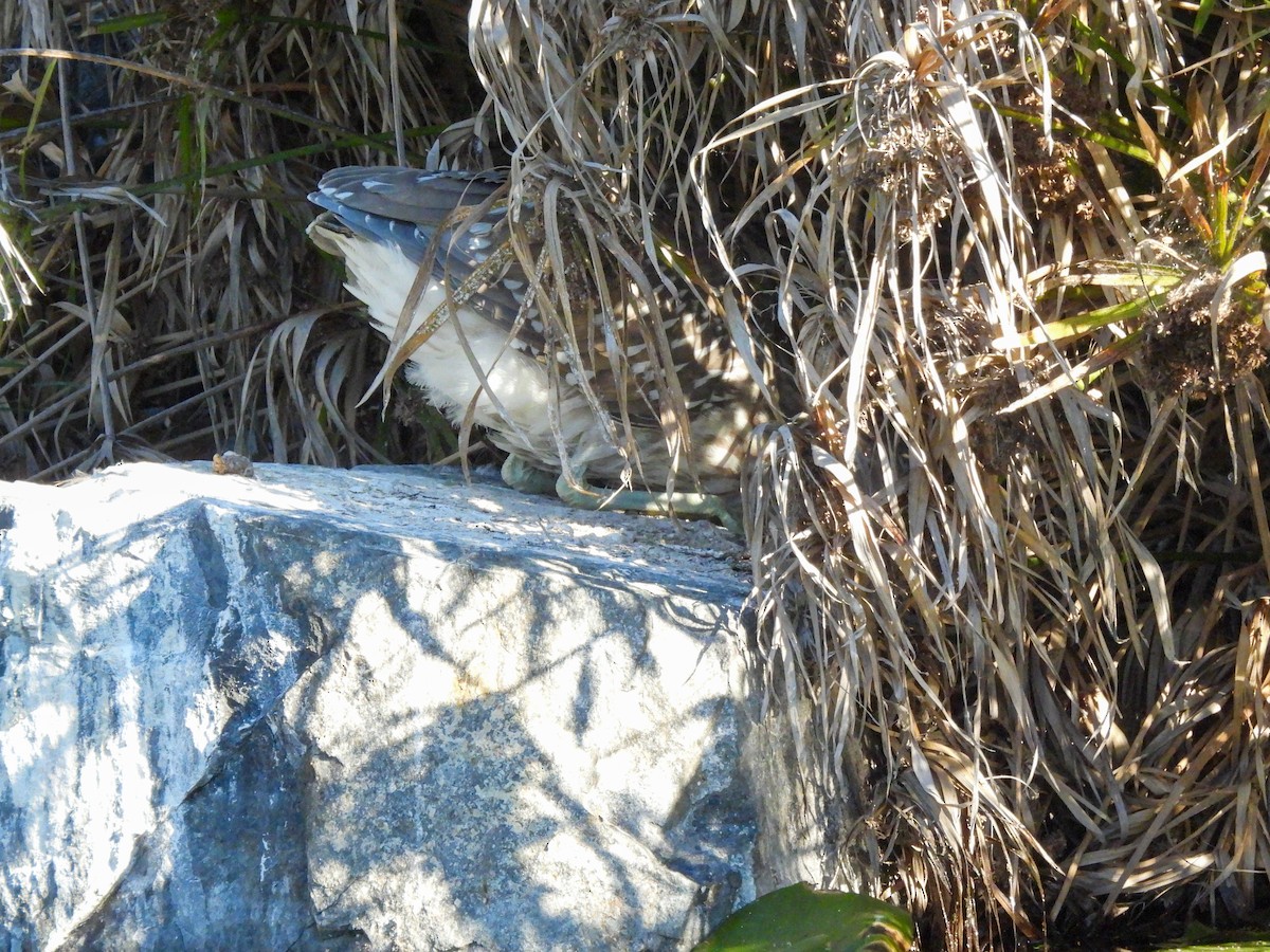 Кваква - ML646847201