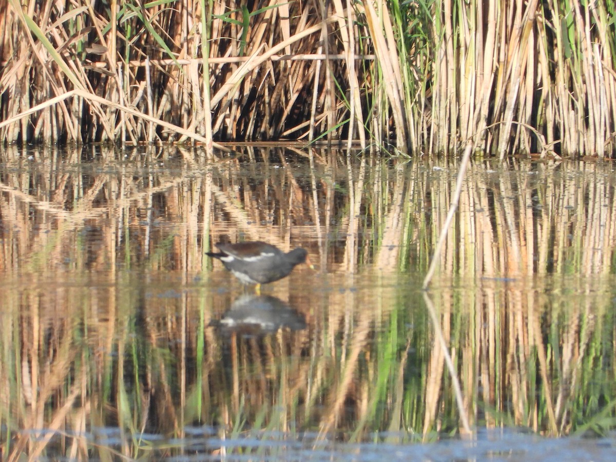 Common Gallinule - ML646847204