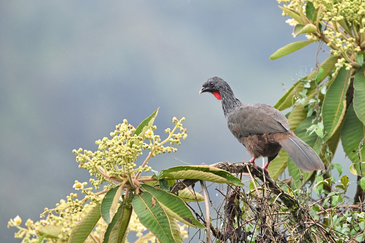 guan andský - ML646847205