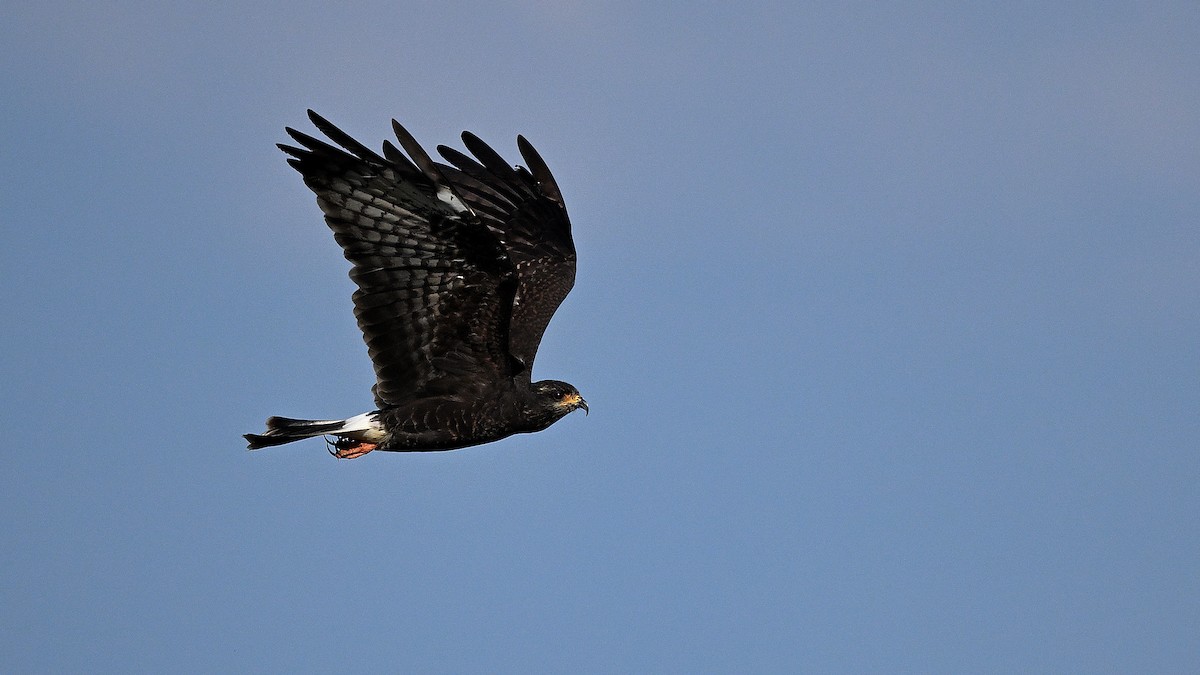 Snail Kite - ML646847206