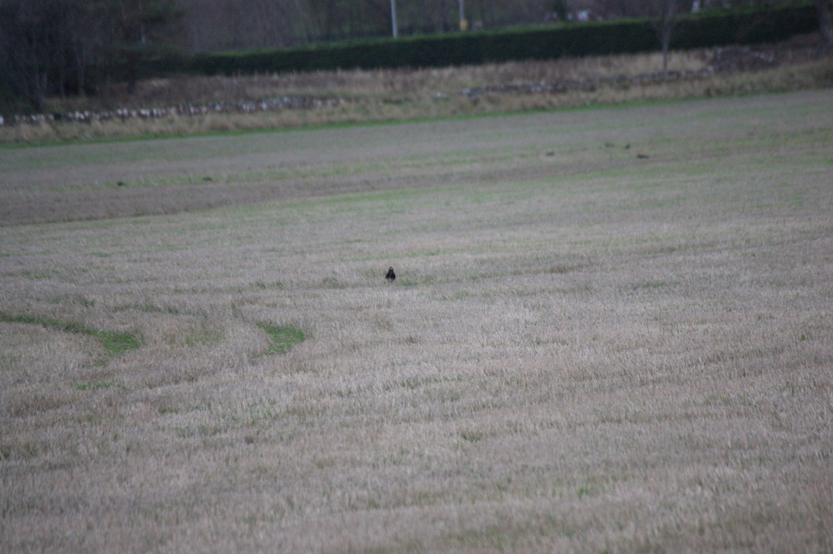 Ekin Kargası - ML646847207