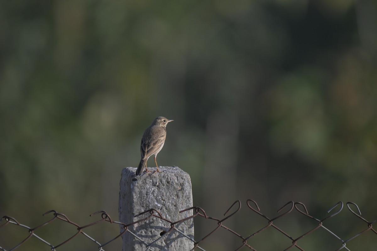 Paddyfield Pipit - ML646847208