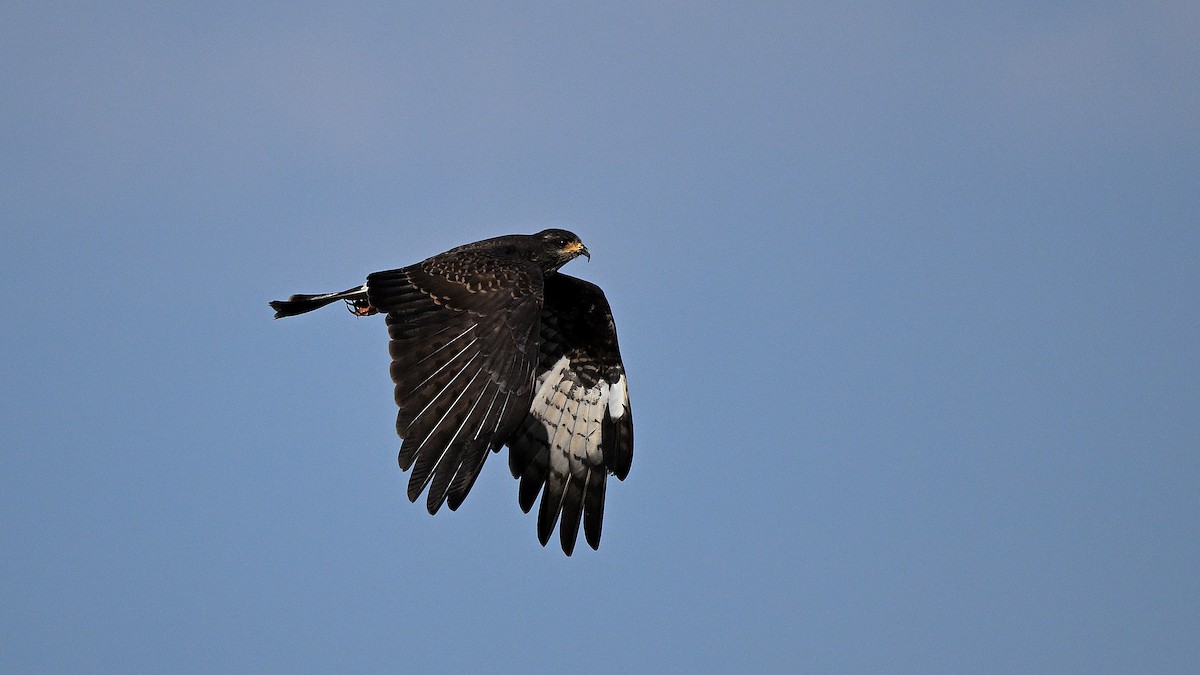 Snail Kite - ML646847209
