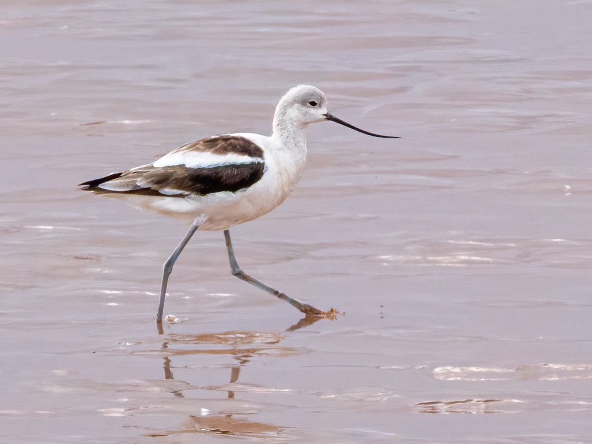 Avocette d'Amérique - ML646847211