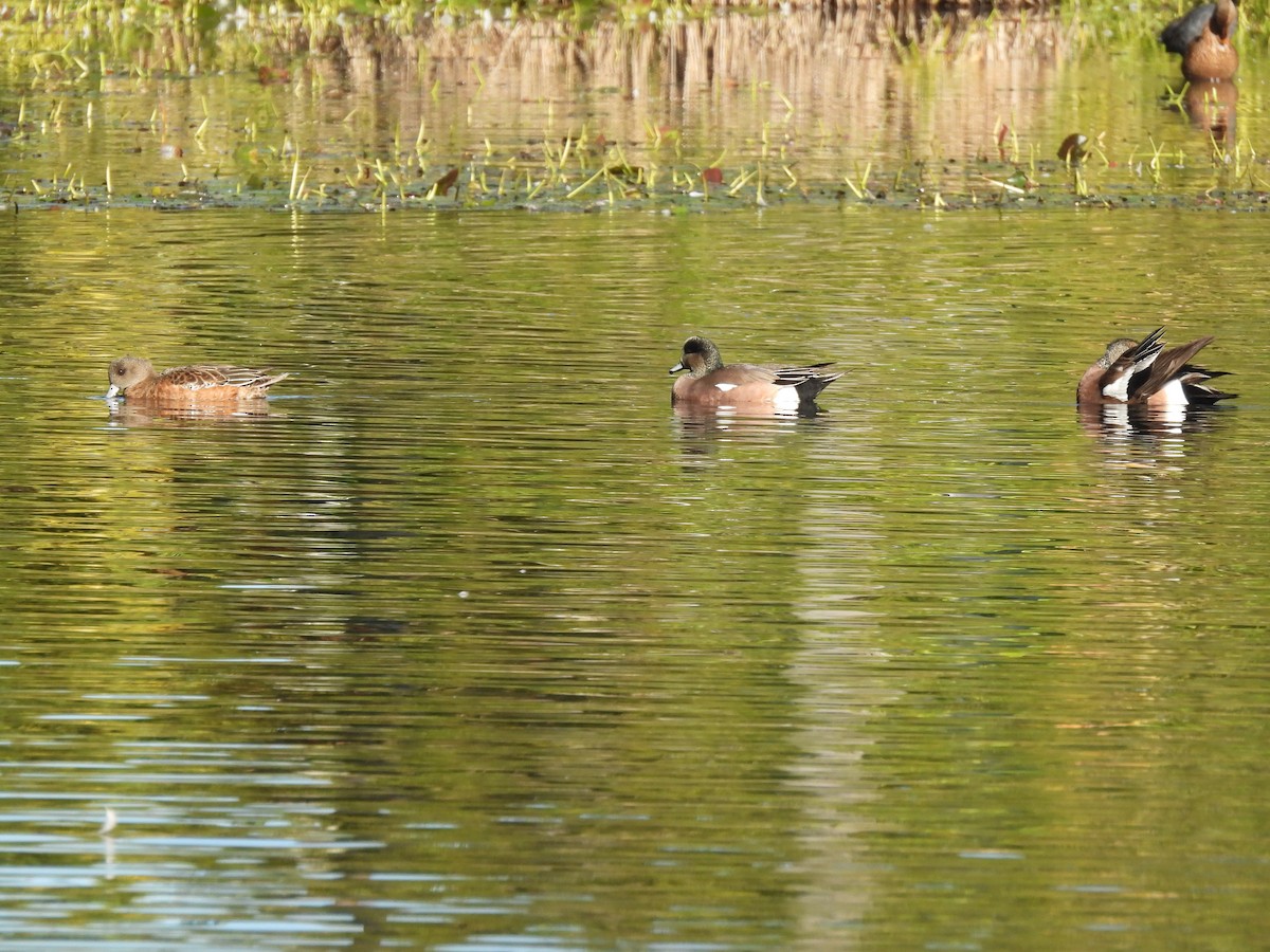 Американская свиязь - ML646847212