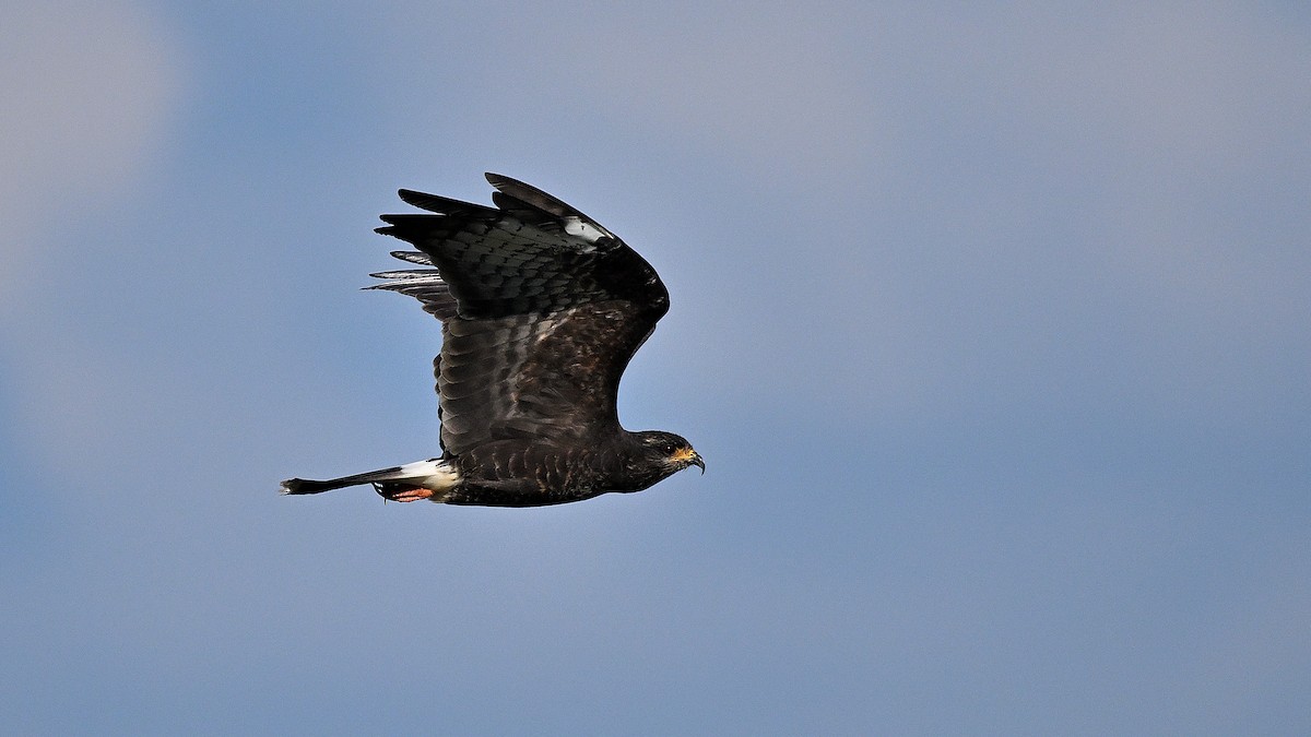 Snail Kite - ML646847213