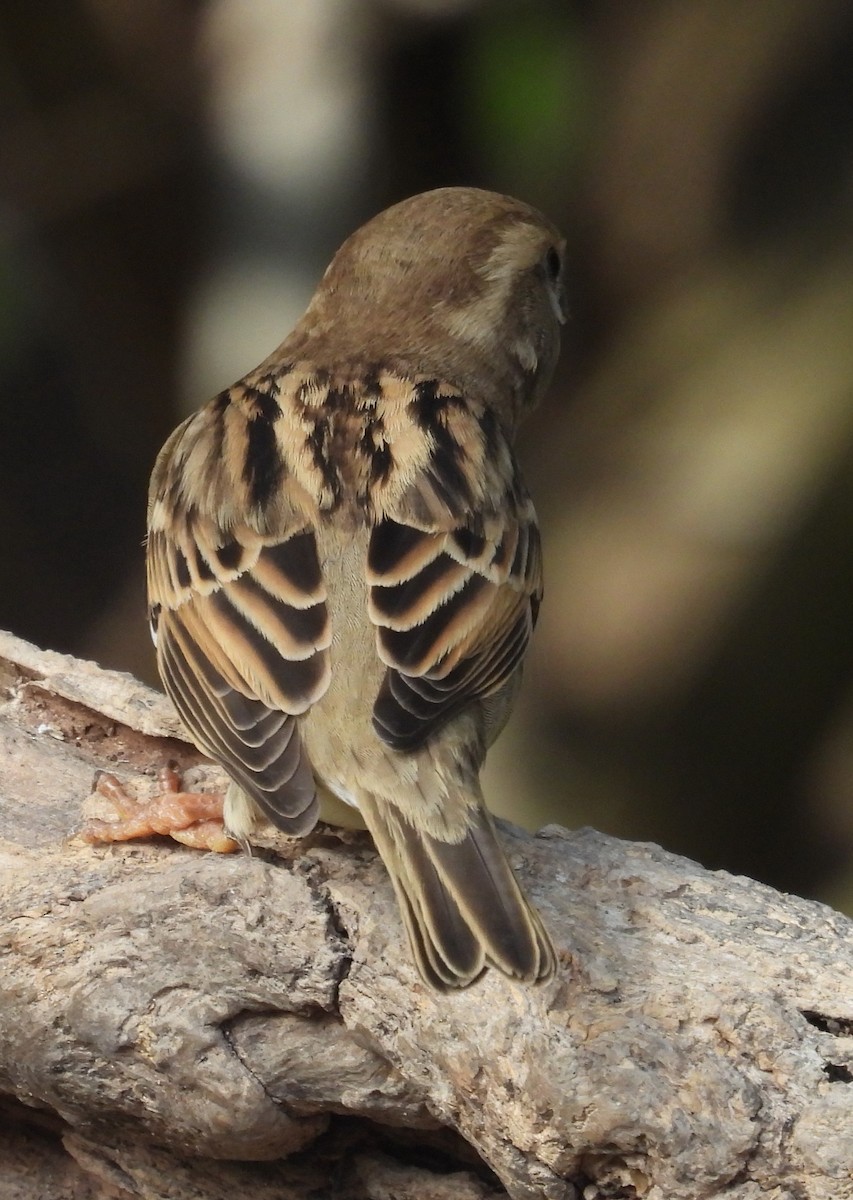 Горобець хатній - ML646847214