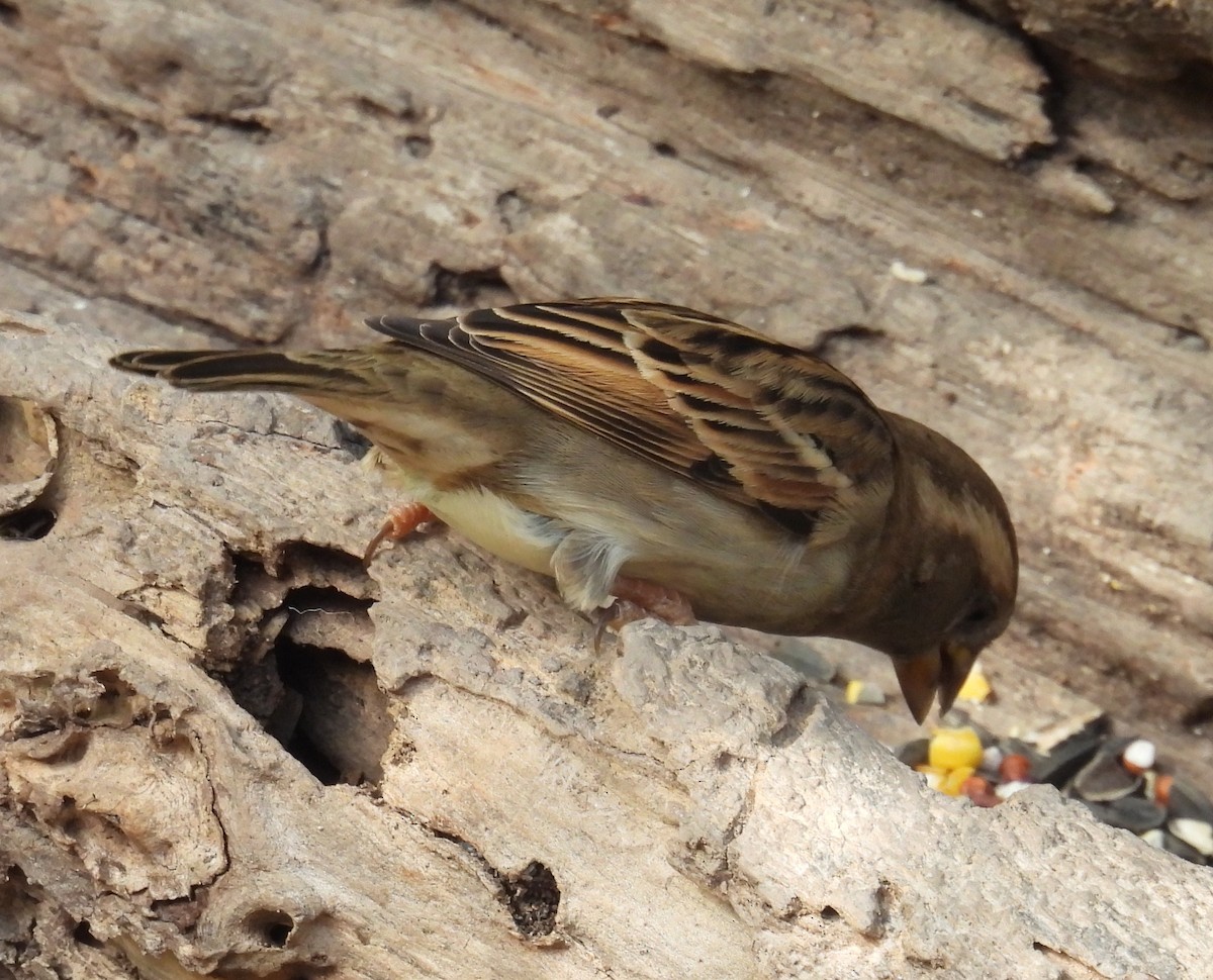 Горобець хатній - ML646847215