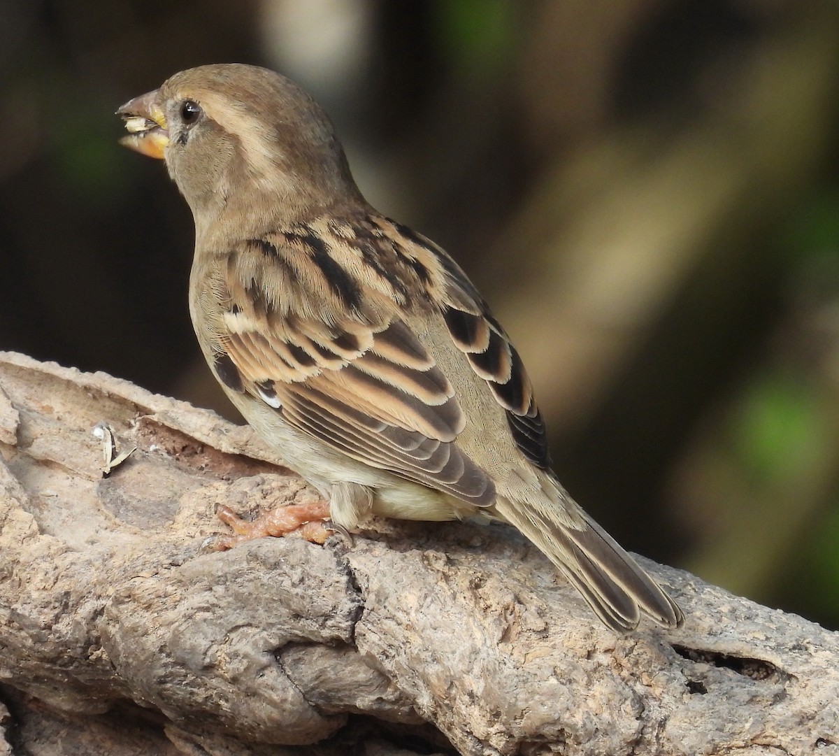 Горобець хатній - ML646847216