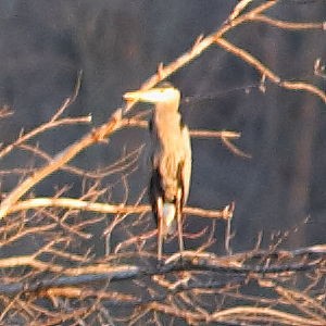 Чапля північна - ML646847217