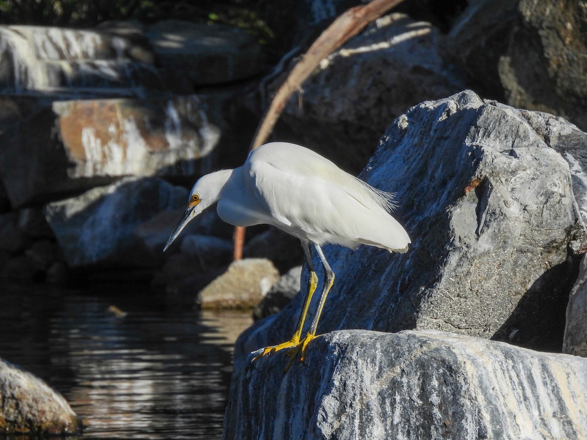 Снежная цапля - ML646847218