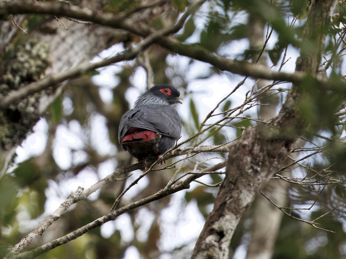 Madagascar Blue-Pigeon - ML646847219