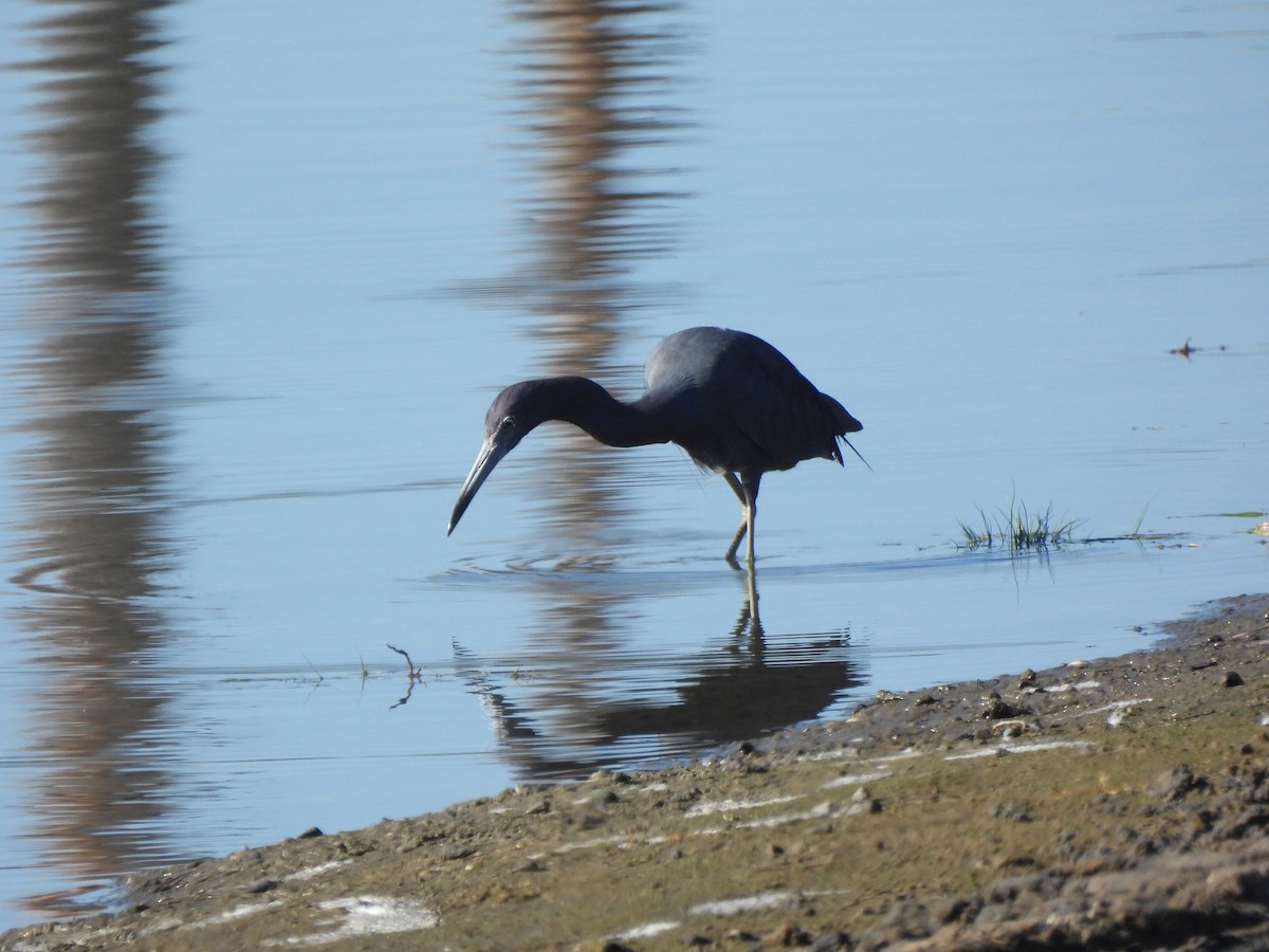 Малая голубая цапля - ML646847220