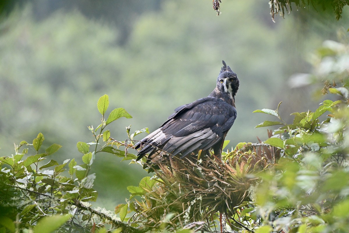 Aigle d'Isidore - ML646847221