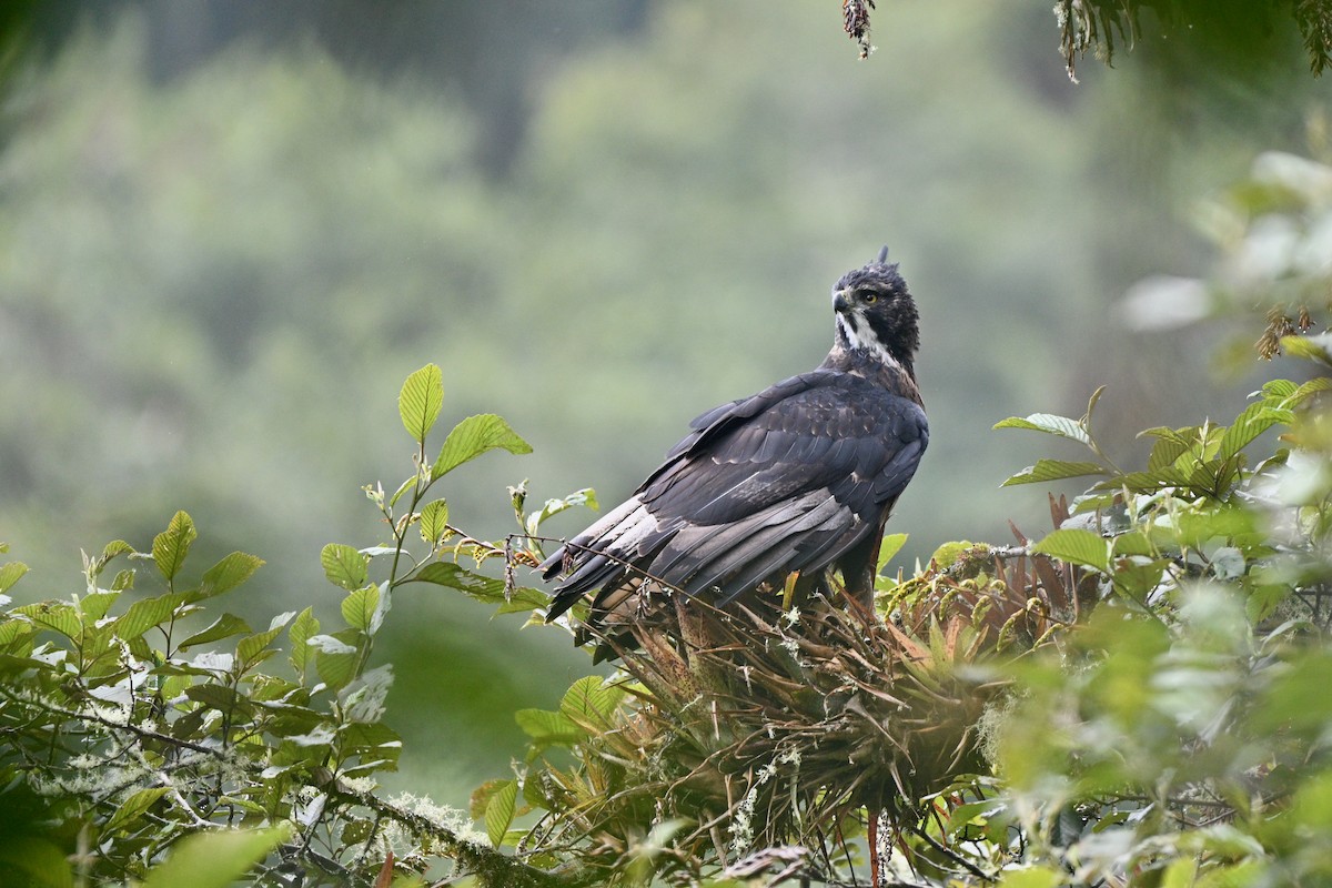 Aigle d'Isidore - ML646847222