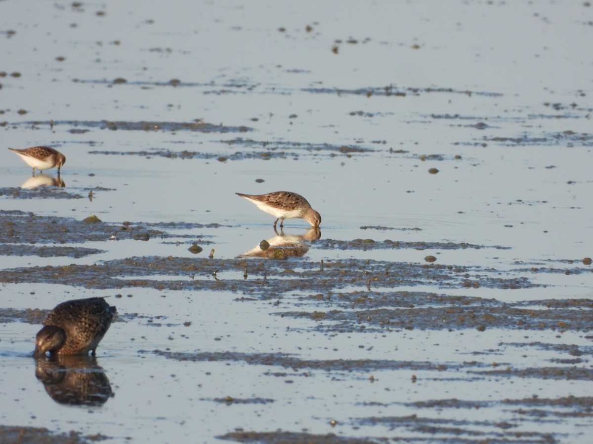 White-rumped Sandpiper - ML646847223