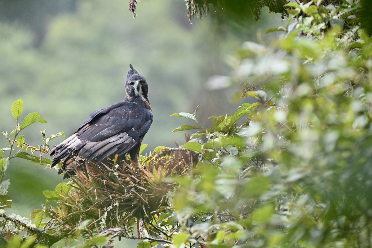 Aigle d'Isidore - ML646847224