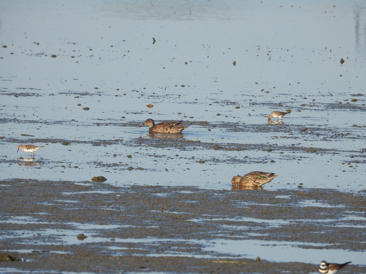 White-rumped Sandpiper - ML646847225