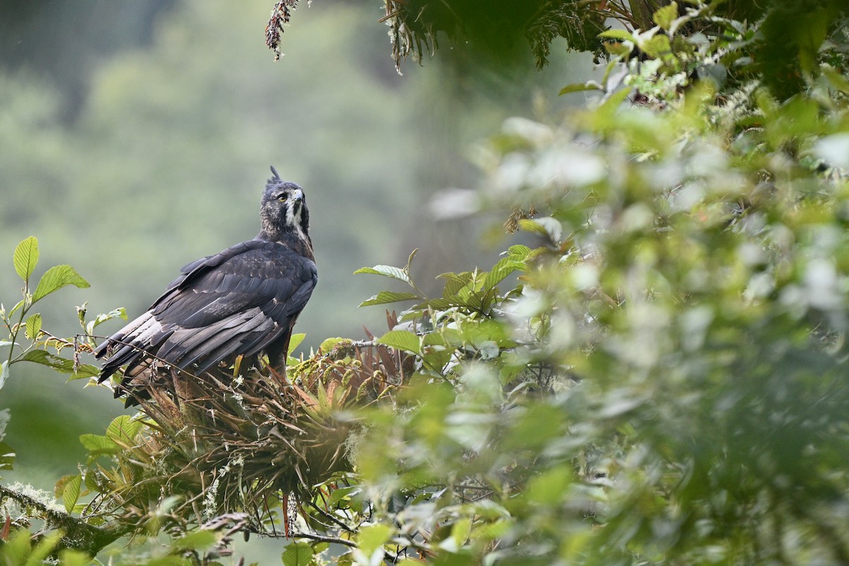 Aigle d'Isidore - ML646847226