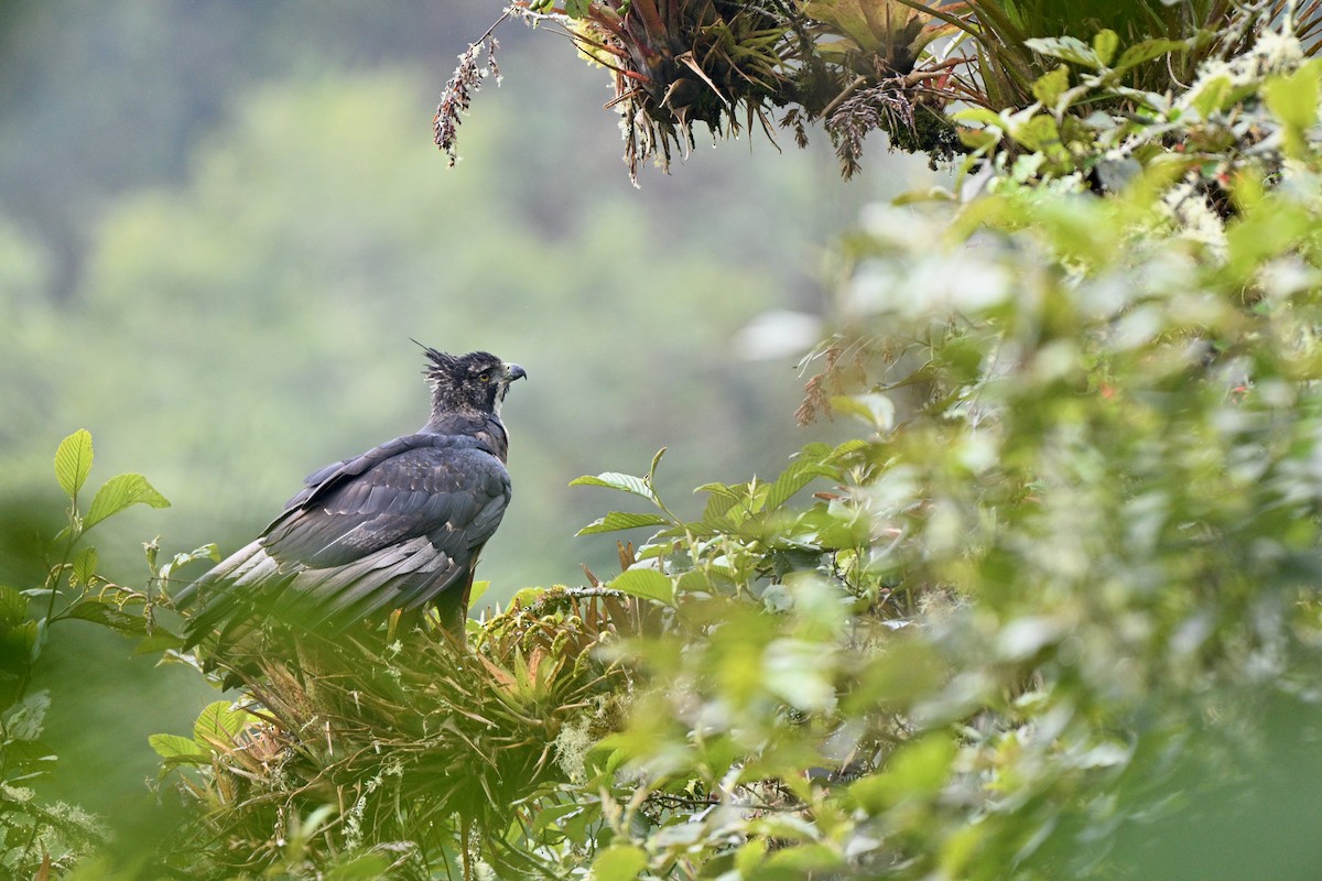 Aigle d'Isidore - ML646847227