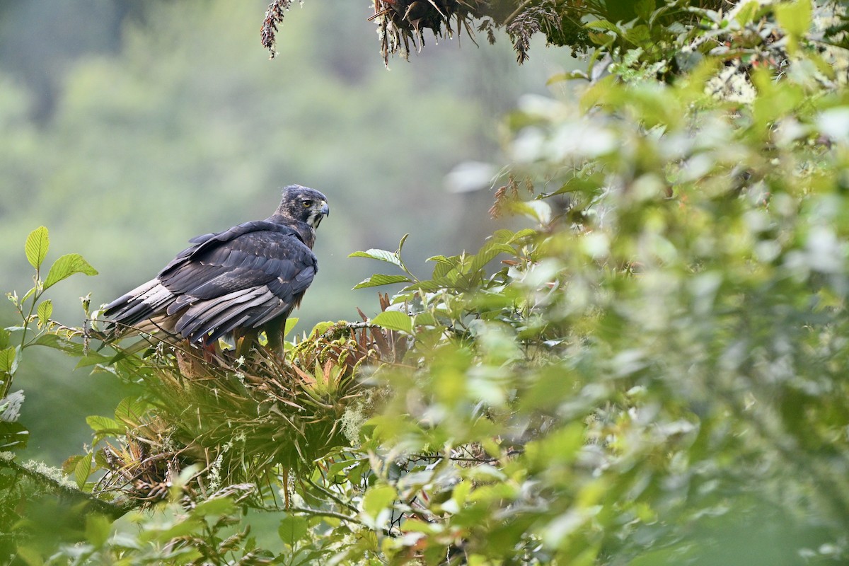 Aigle d'Isidore - ML646847228