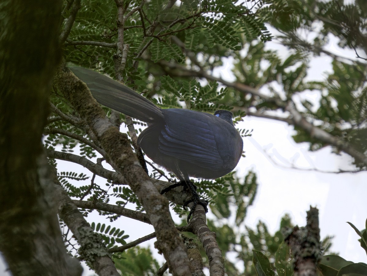 Blue Coua - ML646847234