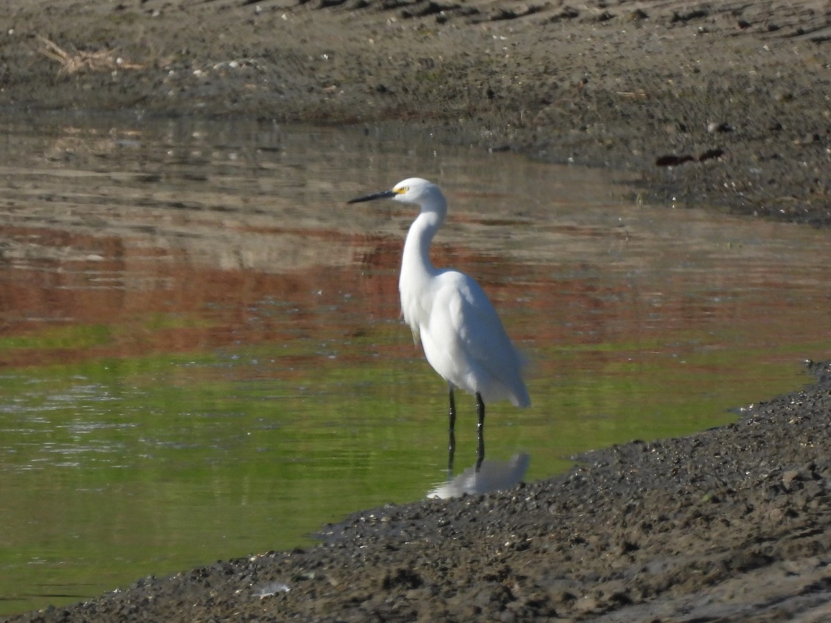 Снежная цапля - ML646847235