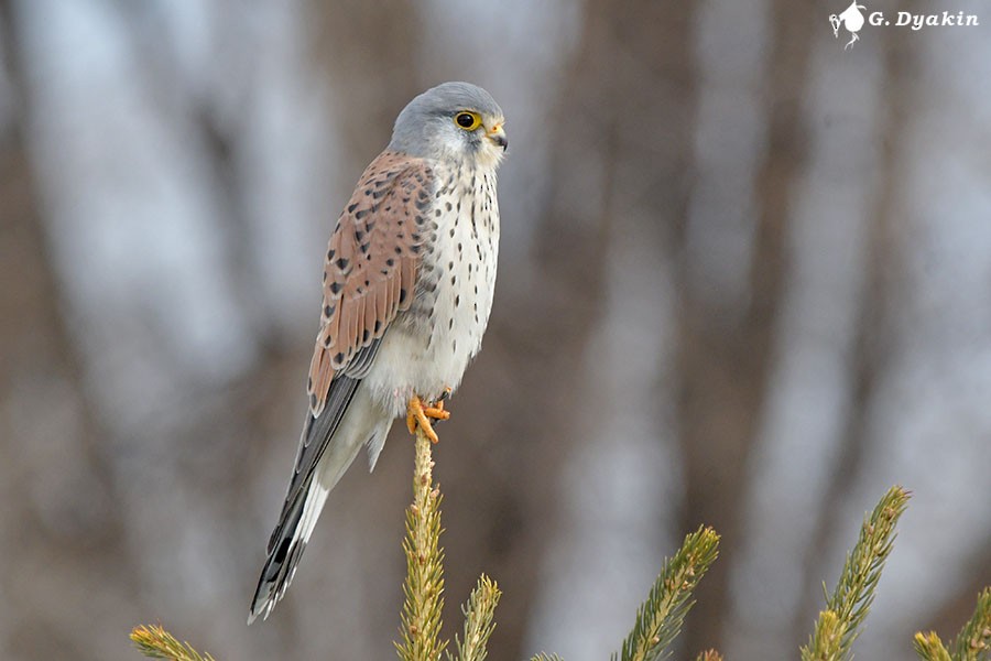 Боривітер звичайний - ML646847237