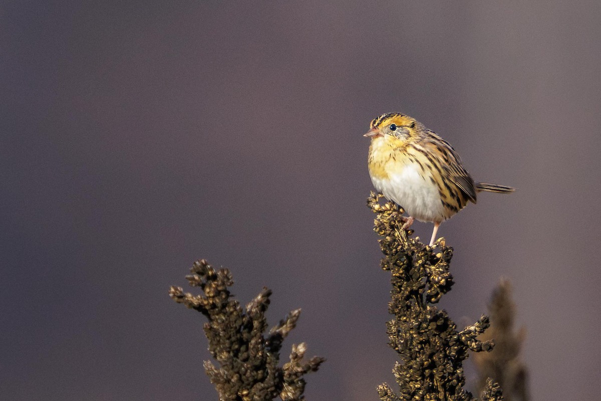 LeConte's Sparrow - ML646847238