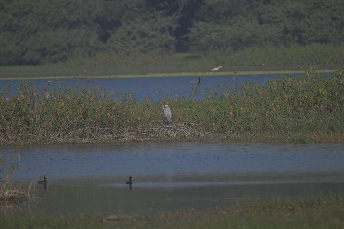 Gray Heron - ML646847239