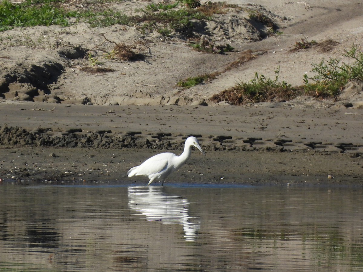 Малая голубая цапля - ML646847241