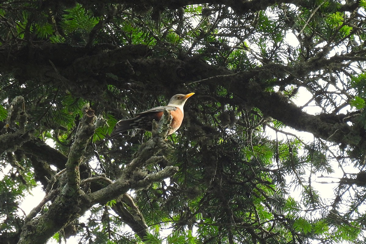 drozd šedohlavý - ML646847242