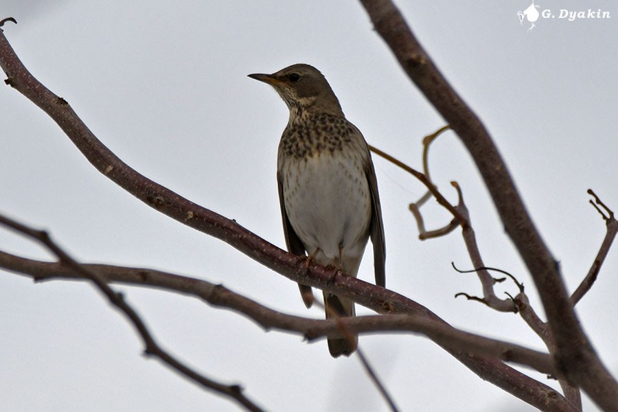 Дрізд чорноволий - ML646847243