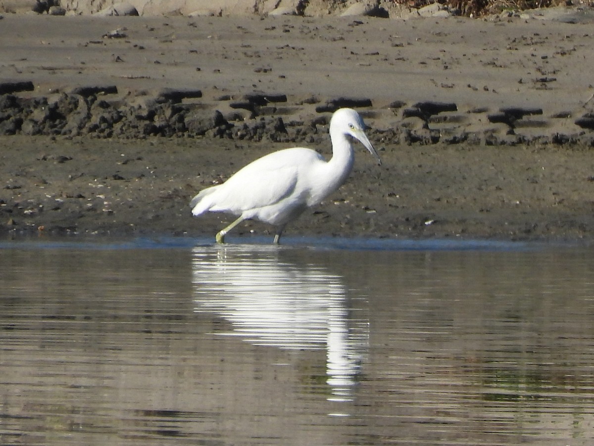 Малая голубая цапля - ML646847244