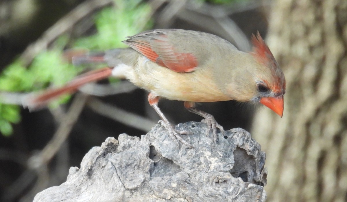 Кардинал червоний - ML646847245