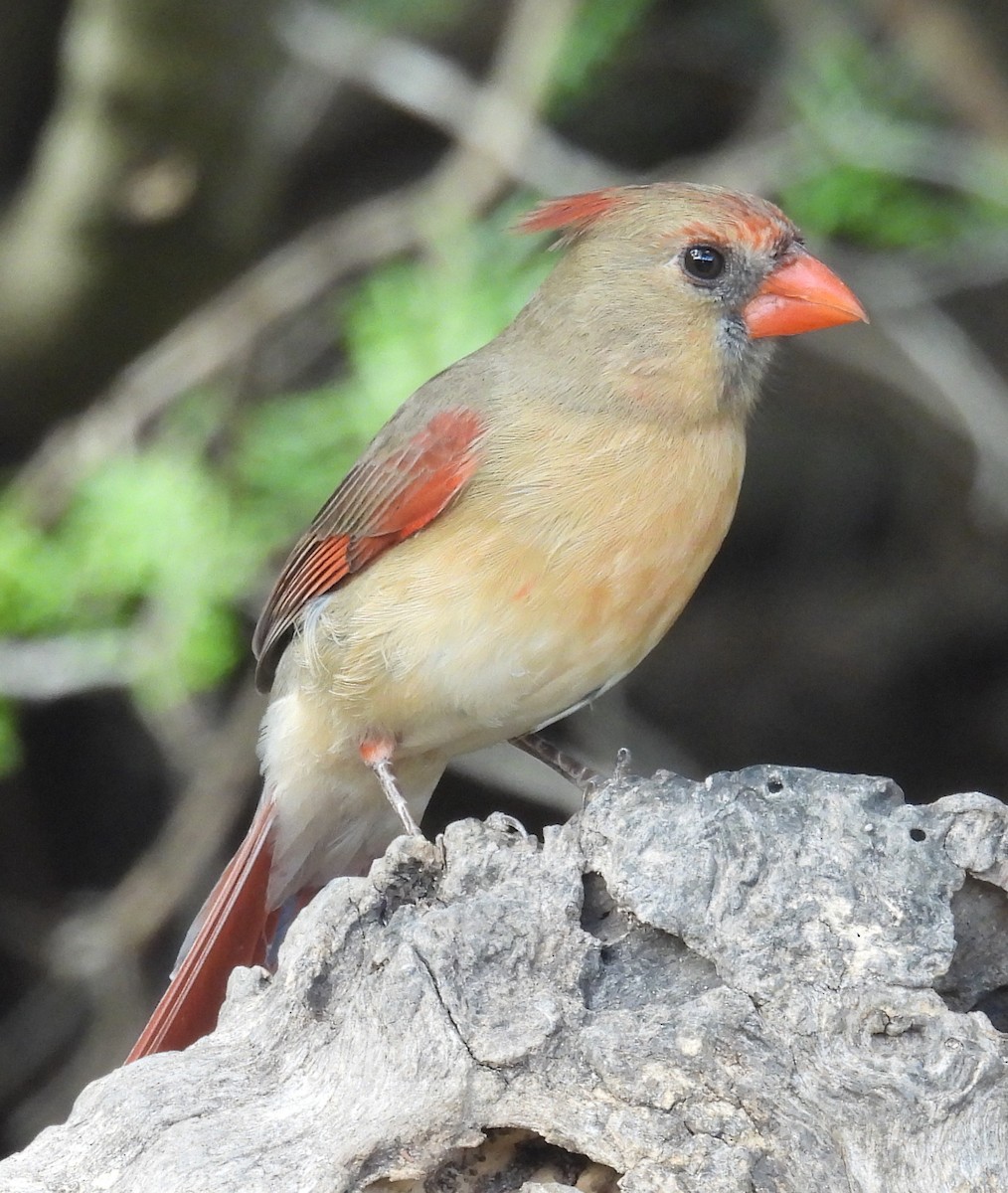 Кардинал червоний - ML646847246