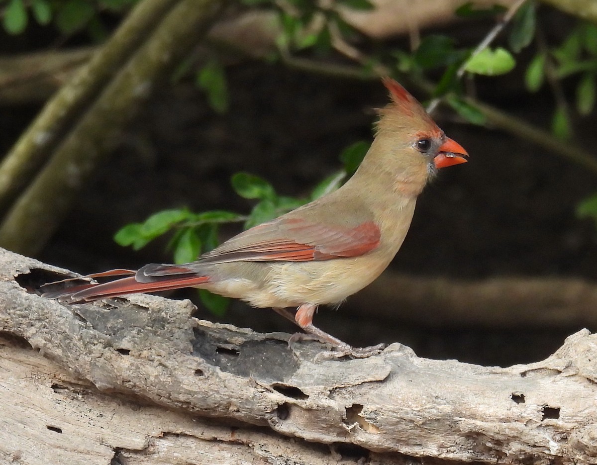 Кардинал червоний - ML646847247