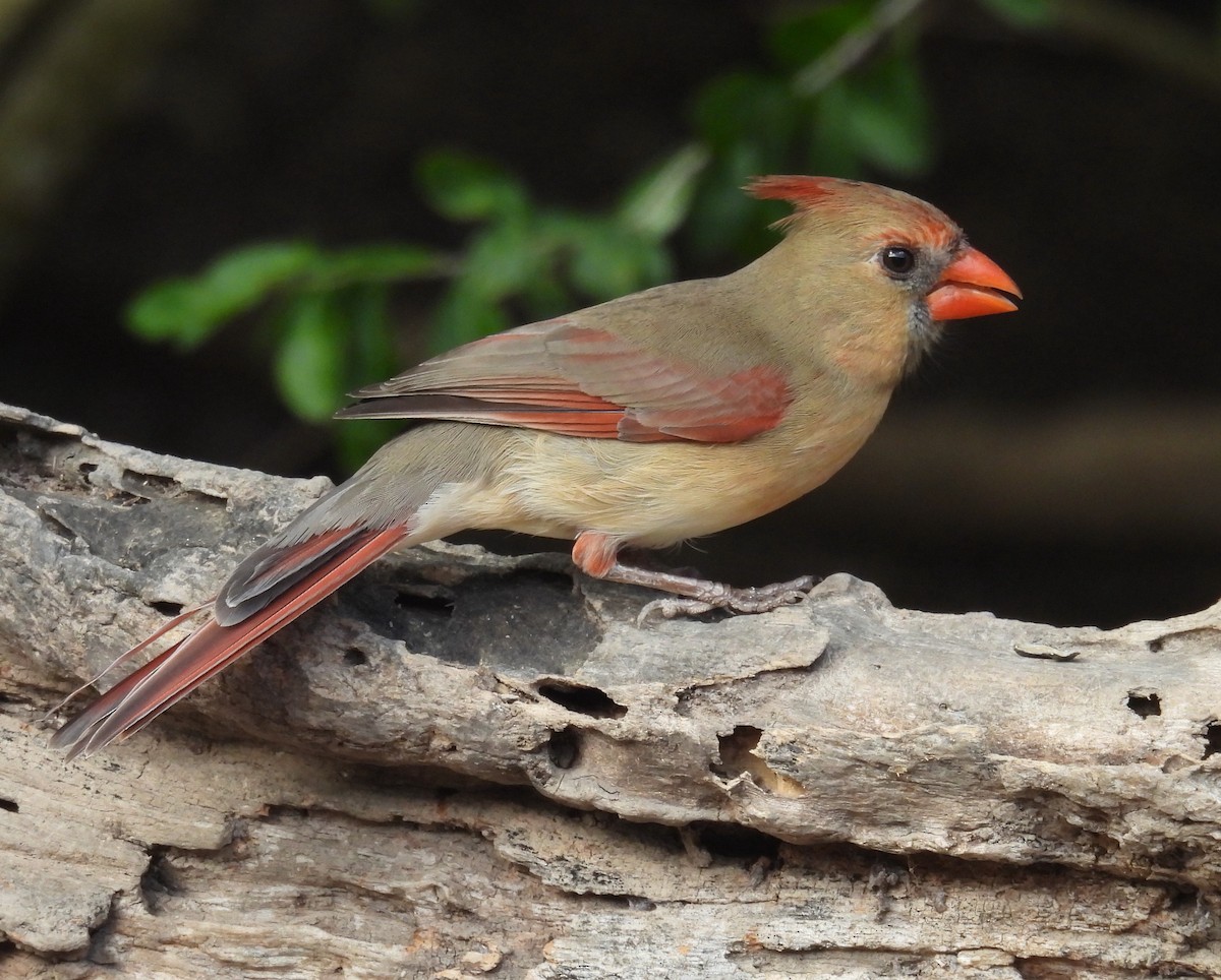 Кардинал червоний - ML646847248